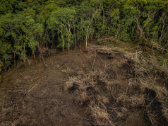 Urgen acciones contra la deforestación en la Amazonía