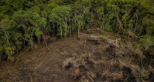 Urgen acciones contra la deforestación en la Amazonía
