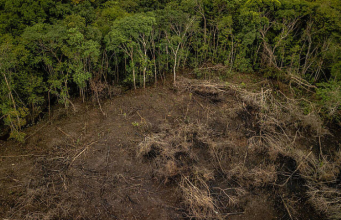 Urgen acciones contra la deforestación en la Amazonía