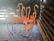 Rescatan 100 especies en peligro de extinción en Atlántico y Bolívar