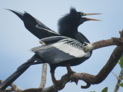 Cartago, Valle, se consolida como un territorio de aves