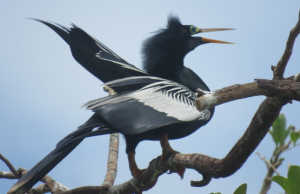 Cartago, Valle, se consolida como un territorio de aves
