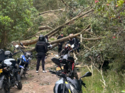 Fenómeno de El Niño aumenta riesgo de caída de árboles: CAR