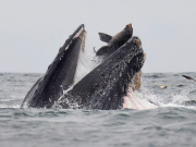 Ballenas y aves en peligro por ola de calor en EE.UU.