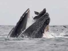 Ballenas y aves en peligro por ola de calor en EE.UU.