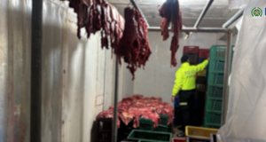 Cae red dedicada a comercialización de carne equina en Santander