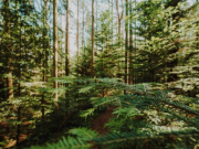 Apuesta forestal para fortalecer economía y proteger bosques