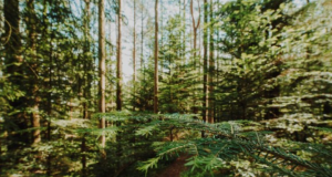 Apuesta forestal para fortalecer economía y proteger bosques