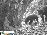 Por primera vez reportan nacimiento de oso de anteojos en el Huila