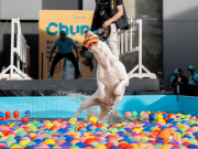 Canisalto vuelve a Expopet con pruebas de habilidad canina
