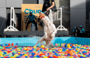 Canisalto vuelve a Expopet con pruebas de habilidad canina