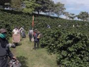 Más de 1.200 caficultores en Antioquia fortalecieron su producción con modelo de financiamiento verde
