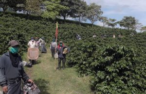 Más de 1.200 caficultores en Antioquia fortalecieron su producción con modelo de financiamiento verde