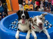 ‘Puppy blues’: cuando la llegada de un cachorro no es tan feliz como se imaginaba
