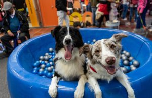 ‘Puppy blues’: cuando la llegada de un cachorro no es tan feliz como se imaginaba