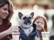 Que un lugar sea ‘pet-friendly’ no significa que sea adecuado para su mascota