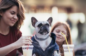 Que un lugar sea ‘pet-friendly’ no significa que sea adecuado para su mascota