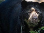 ‘El jardinero del bosque’: el documental que retrata el rol del oso de anteojos en la protección de los páramos y el agua