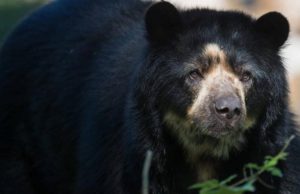 ‘El jardinero del bosque’: el documental que retrata el rol del oso de anteojos en la protección de los páramos y el agua