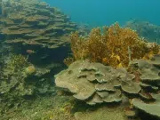 Cartagena avanza en la protección de 2.731 hectáreas del arrecife de Varadero, uno de los más importantes del Caribe colombiano
