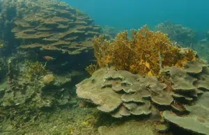 Cartagena avanza en la protección de 2.731 hectáreas del arrecife de Varadero, uno de los más importantes del Caribe colombiano