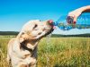 Fenómeno de El Niño: así puede proteger a sus mascotas del calor extremo