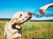 Fenómeno de El Niño: así puede proteger a sus mascotas del calor extremo