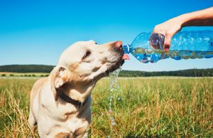Fenómeno de El Niño: así puede proteger a sus mascotas del calor extremo