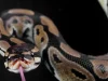 Fósil de serpiente de 85 millones de años encontrado en Brasil aporta nuevas pistas sobre su evolución