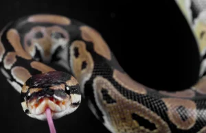 Fósil de serpiente de 85 millones de años encontrado en Brasil aporta nuevas pistas sobre su evolución