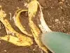 Cáscara de plátano y vinagre: el truco casero que ayuda a fortalecer las plantas sin gastar de más