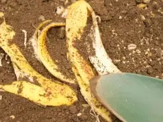 Cáscara de plátano y vinagre: el truco casero que ayuda a fortalecer las plantas sin gastar de más