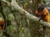 Vacunación contra la fiebre amarilla abre una nueva estrategia para proteger al tití león de cara negra, uno de los primates más raros del planeta