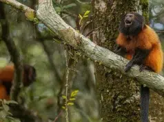 Vacunación contra la fiebre amarilla abre una nueva estrategia para proteger al tití león de cara negra, uno de los primates más raros del planeta