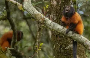 Vacunación contra la fiebre amarilla abre una nueva estrategia para proteger al tití león de cara negra, uno de los primates más raros del planeta
