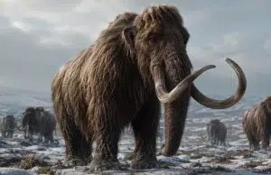 Estudio revela que los humanos de la Edad de Hielo preferían cazar principalmente hembras de mamut lanudo