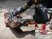 Rescatan en Puerto Nare, Antioquia, a hipopótamo recién nacido en delicado estado de salud: familia de pescadores alertó sobre el hallazgo