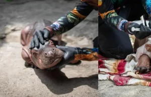 Rescatan en Puerto Nare, Antioquia, a hipopótamo recién nacido en delicado estado de salud: familia de pescadores alertó sobre el hallazgo