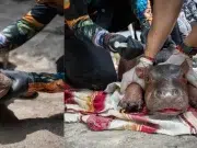 Murió la cría de hipopótamo rescatada en Antioquia: tenía menos de 15 días de nacida y sufrió lesiones pulmonares
