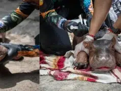 Murió la cría de hipopótamo rescatada en Antioquia: tenía menos de 15 días de nacida y sufrió lesiones pulmonares