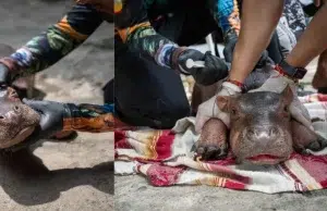 Murió la cría de hipopótamo rescatada en Antioquia: tenía menos de 15 días de nacida y sufrió lesiones pulmonares