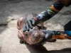 Una familia de pescadores encontró a un hipopótamo recién nacido y en estado crítico en Puerto Nare; autoridades rescataron al animal