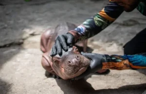 Una familia de pescadores encontró a un hipopótamo recién nacido y en estado crítico en Puerto Nare; autoridades rescataron al animal