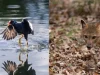 Diecinueve animales silvestres regresaron a su hábitat tras jornadas de liberación en Cundinamarca