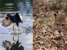 Diecinueve animales silvestres regresaron a su hábitat tras jornadas de liberación en Cundinamarca