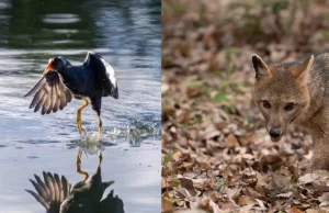 Diecinueve animales silvestres regresaron a su hábitat tras jornadas de liberación en Cundinamarca