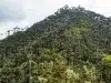 El mayor bosque de palma de cera del planeta ahora será un área protegida: Colombia declara el Santuario de Flora Palmares de Tochecito