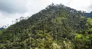 El mayor bosque de palma de cera del planeta ahora será un área protegida: Colombia declara el Santuario de Flora Palmares de Tochecito