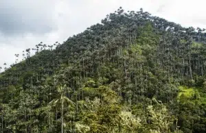 El mayor bosque de palma de cera del planeta ahora será un área protegida: Colombia declara el Santuario de Flora Palmares de Tochecito