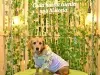 Expopet 2026 cerró en Bogotá con 36 toneladas de ayuda y 150 animales adoptados